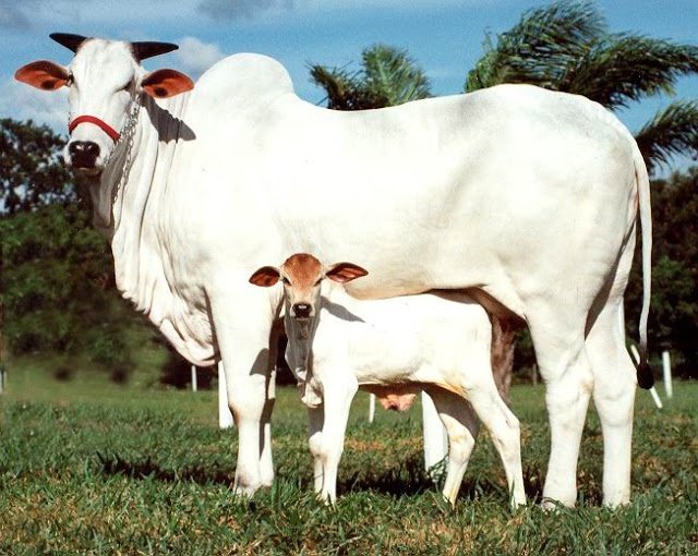 Desi Gaiya,Gau Mata
