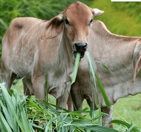 Calf Grazing