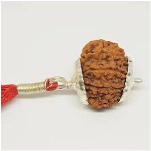 11 Faced Rudraksha