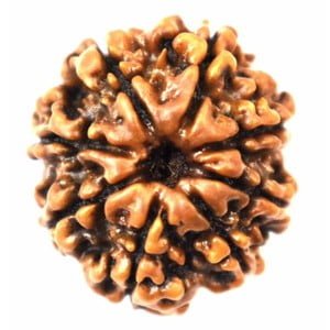 8 Faced Rudraksha